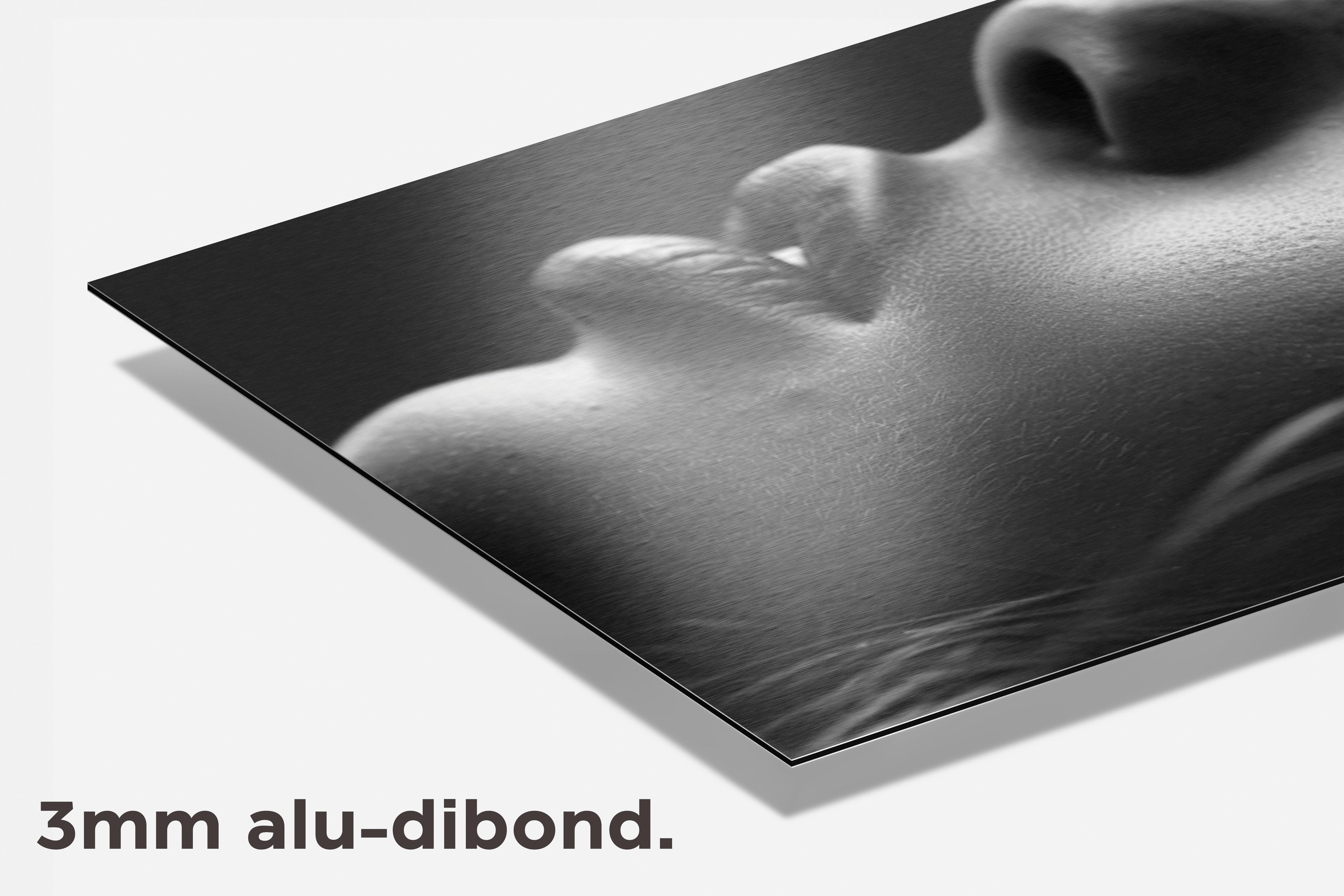 Zijaanzicht Portret dibond detail