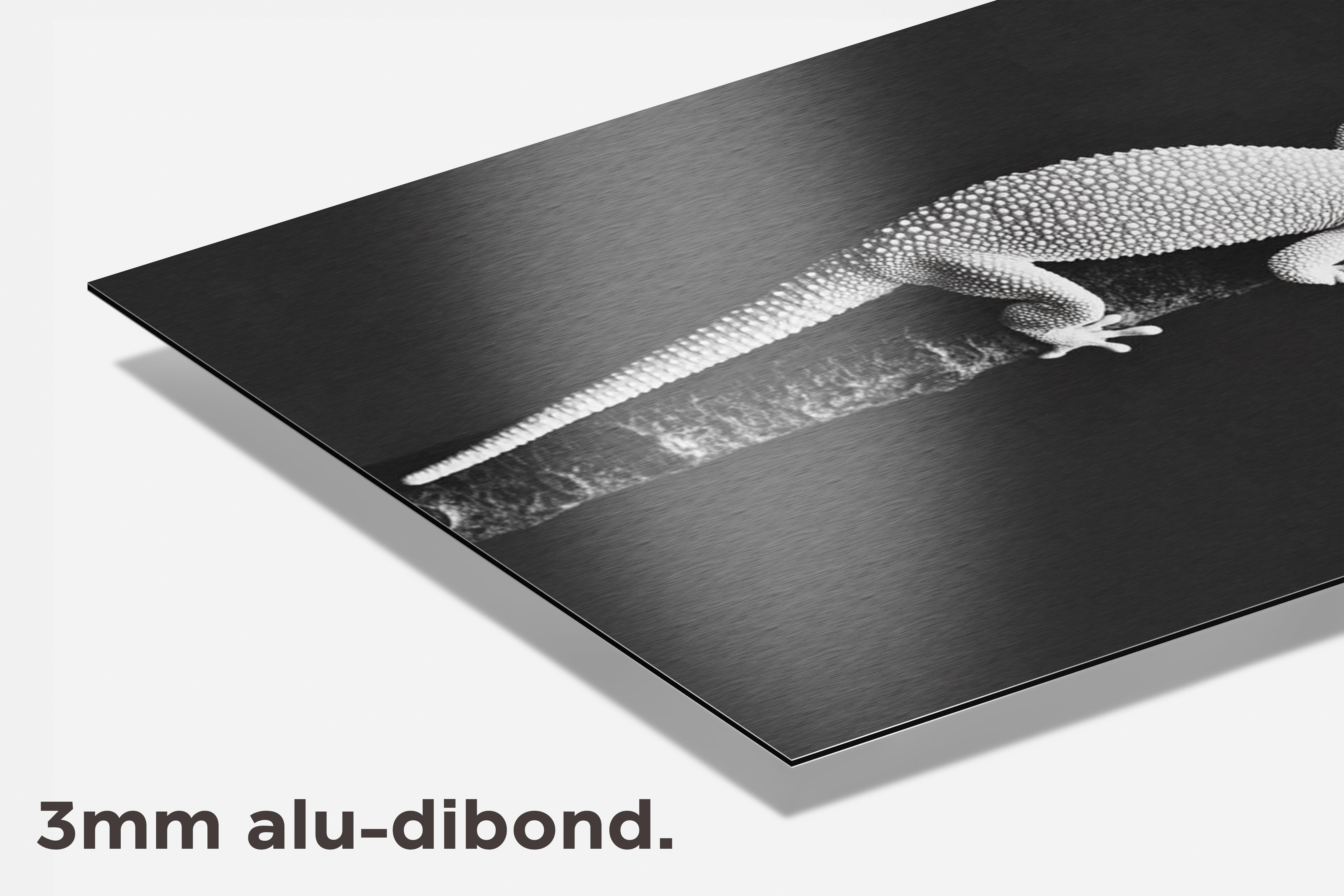 Gekko Tak dibond detail
