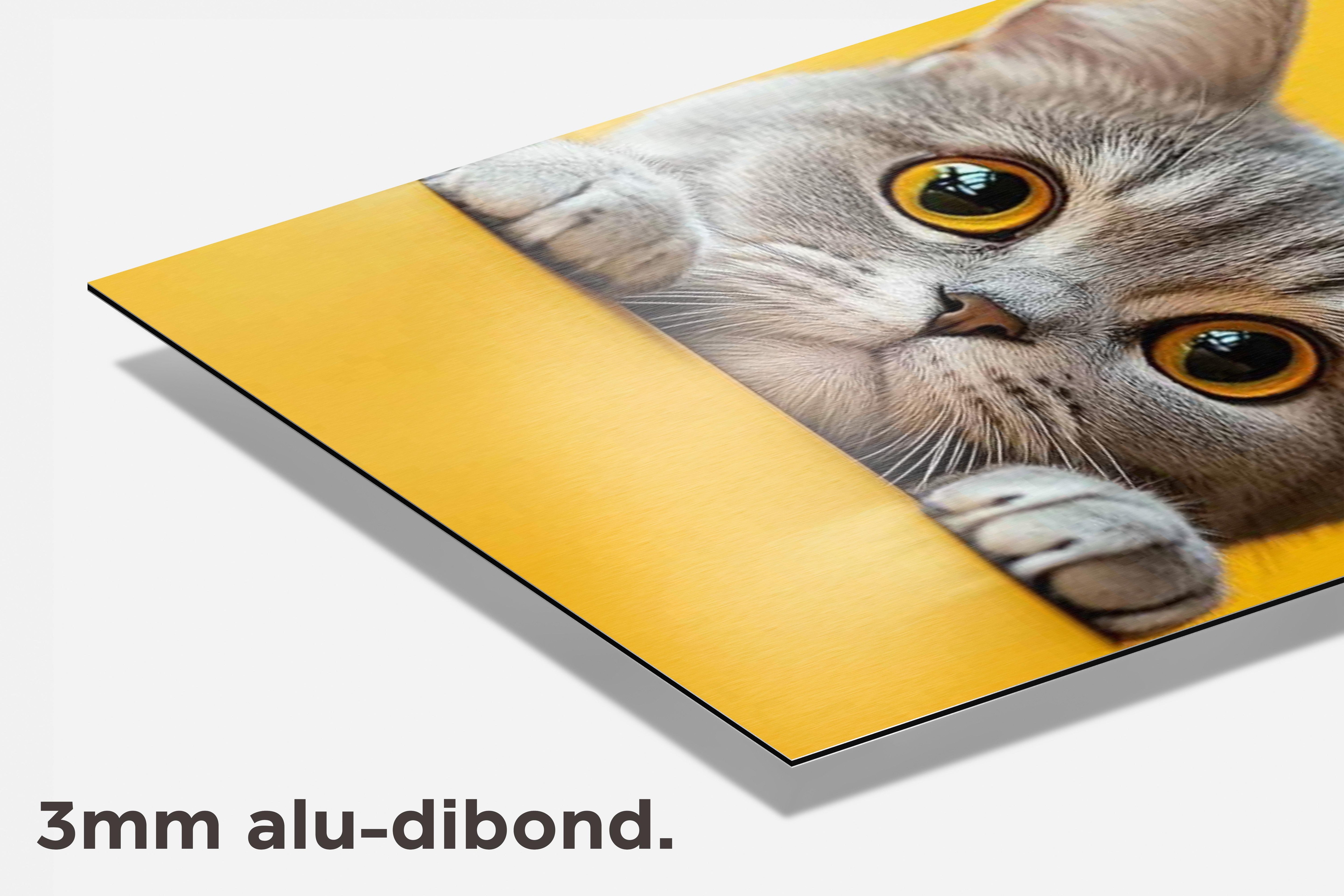 Grijze Kat dibond detail