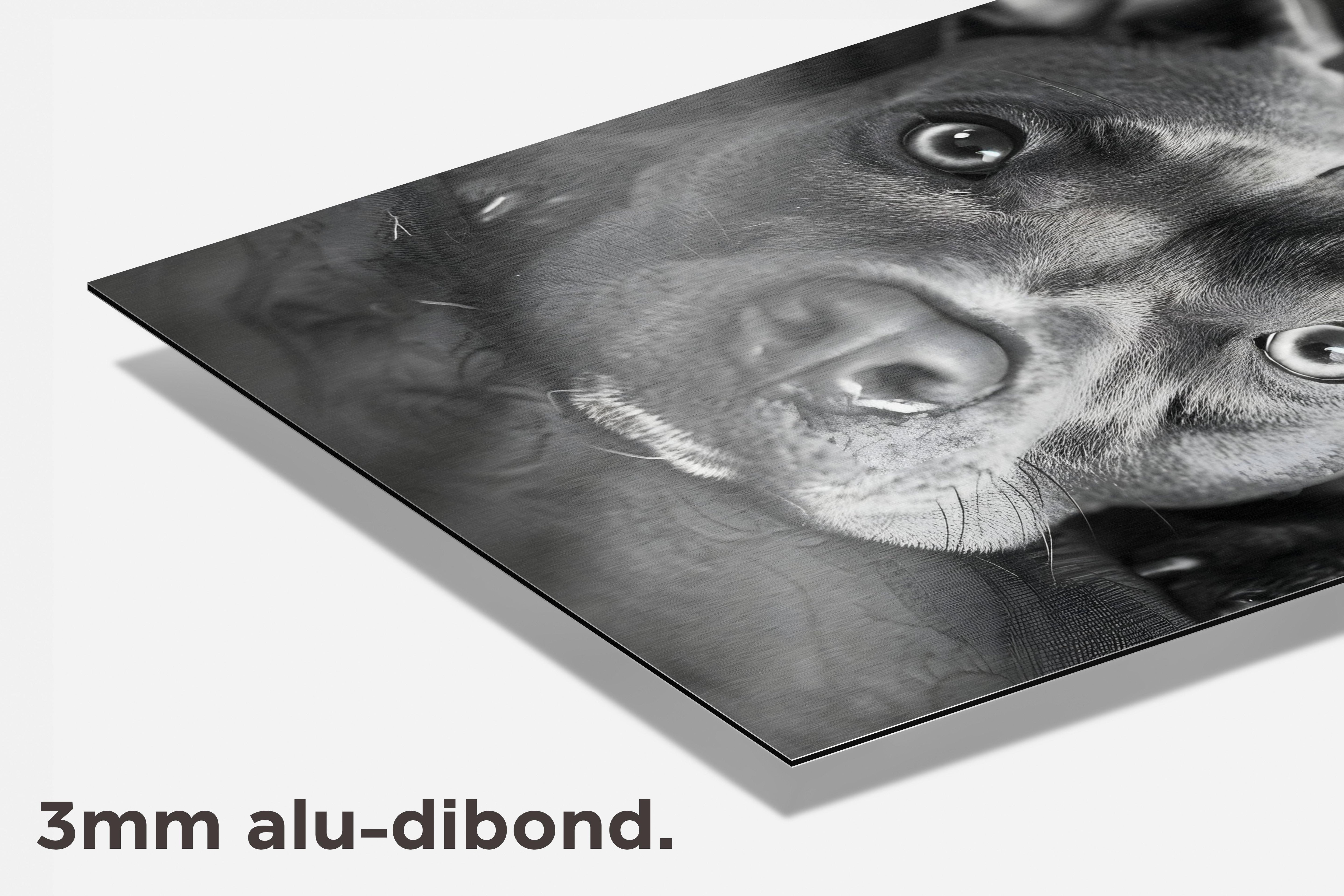 Zwart-Witte Pitbull dibond detail