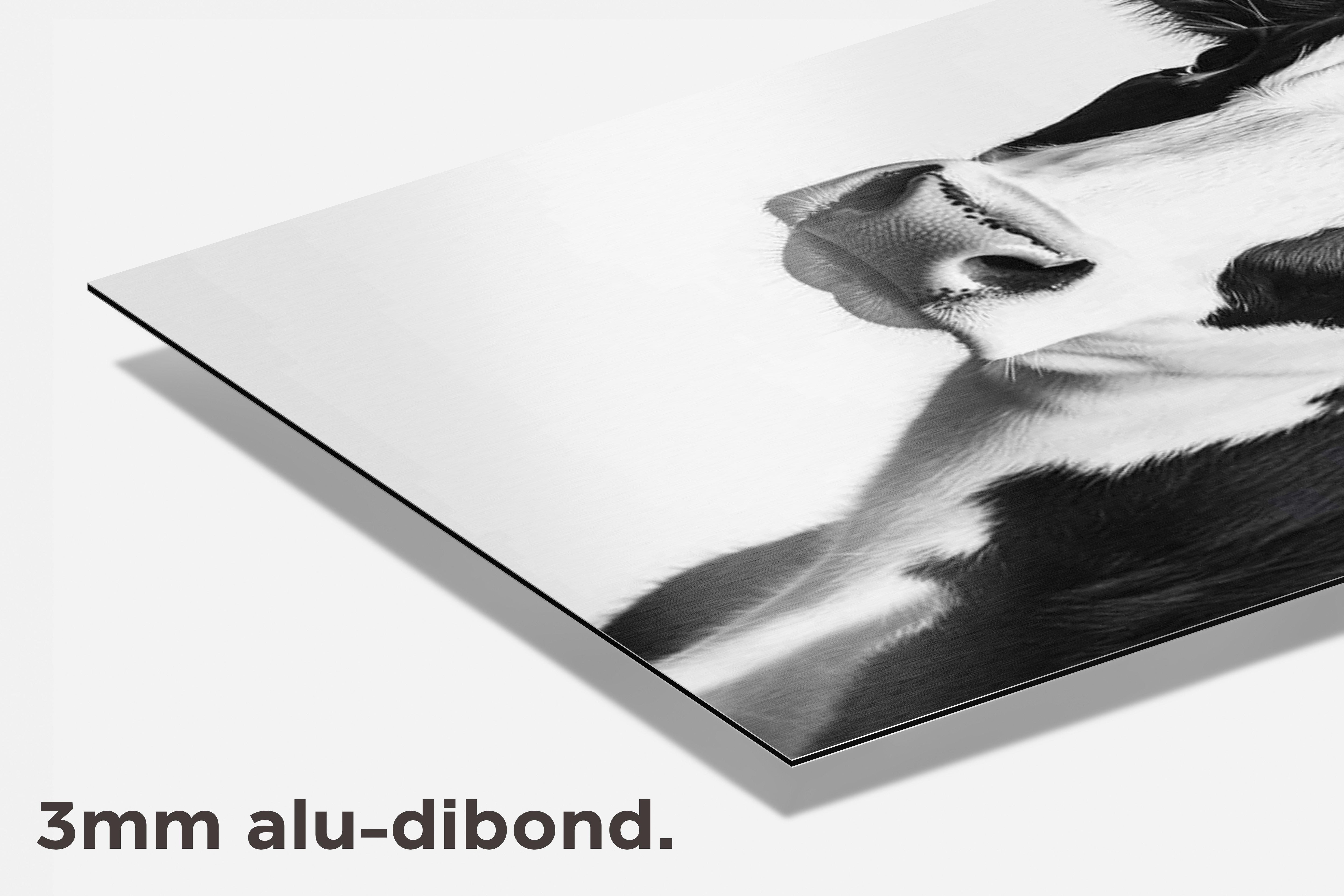 Koe Zwart-Wit dibond detail