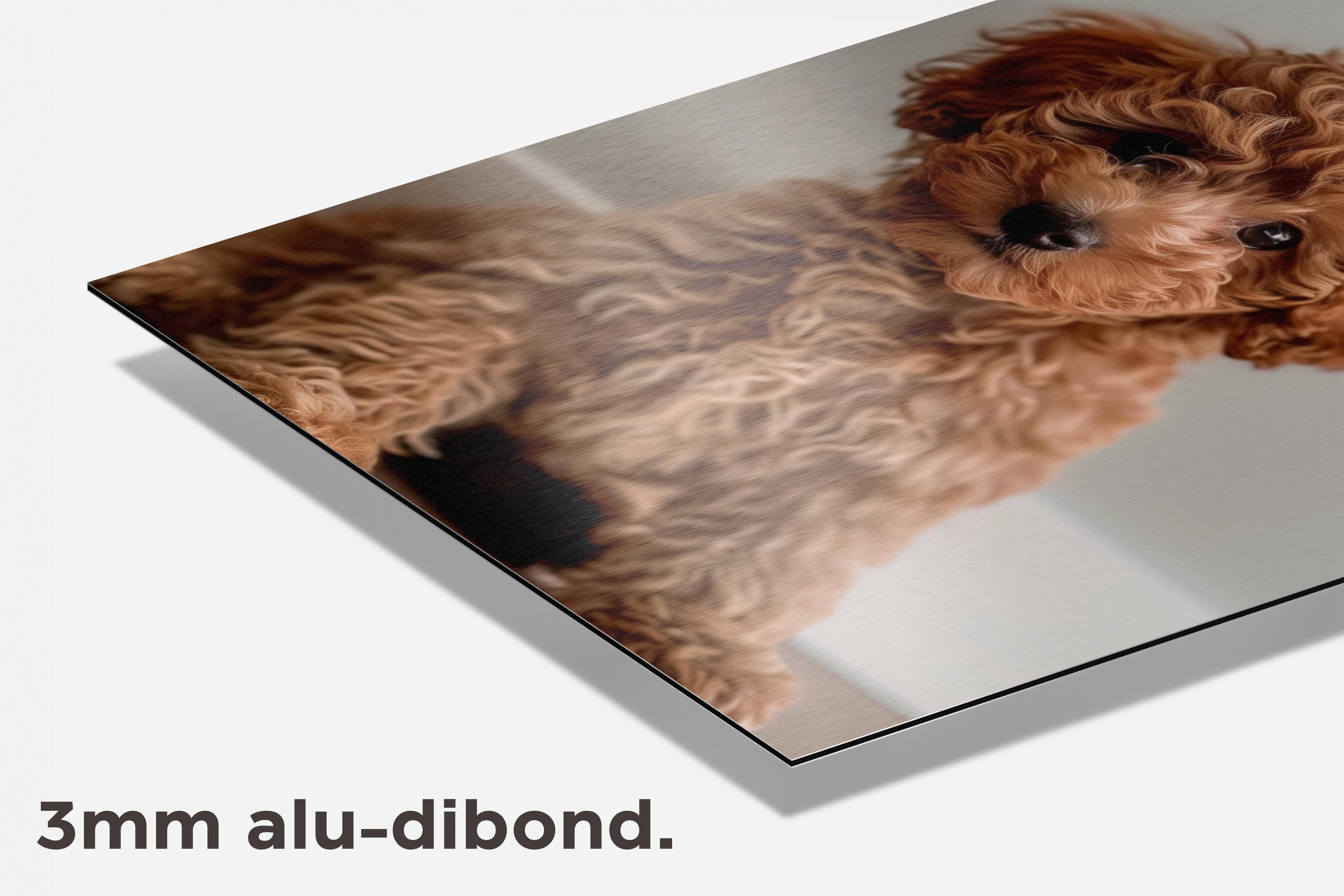 Poedel Puppy dibond detail