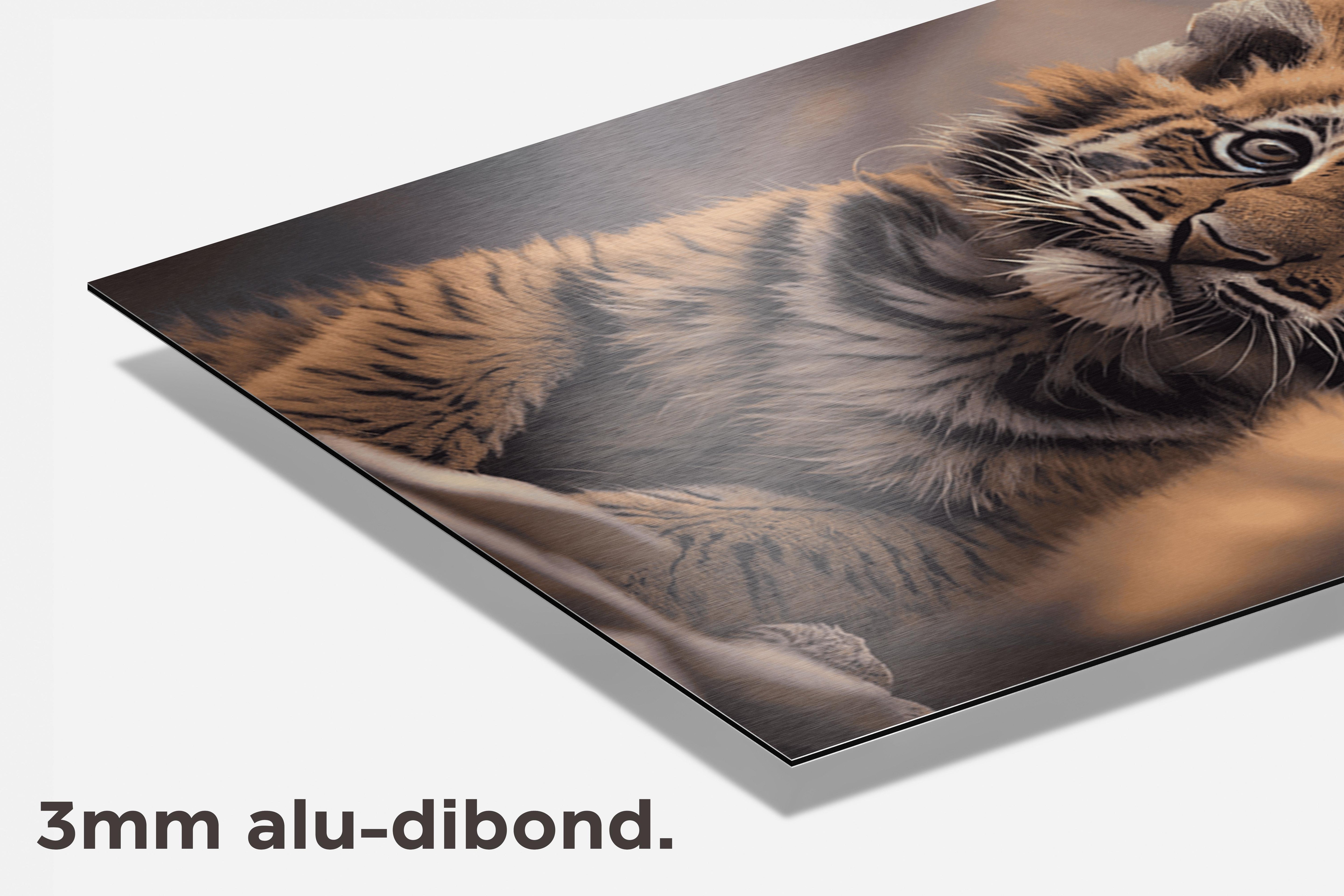 Simba Baby Tijger dibond detail