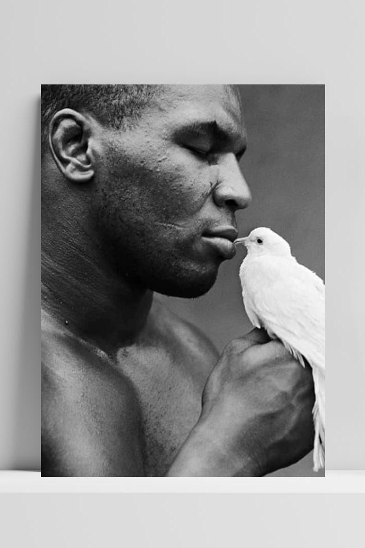 Mike Tyson Duif op 3mm aluminium dibond