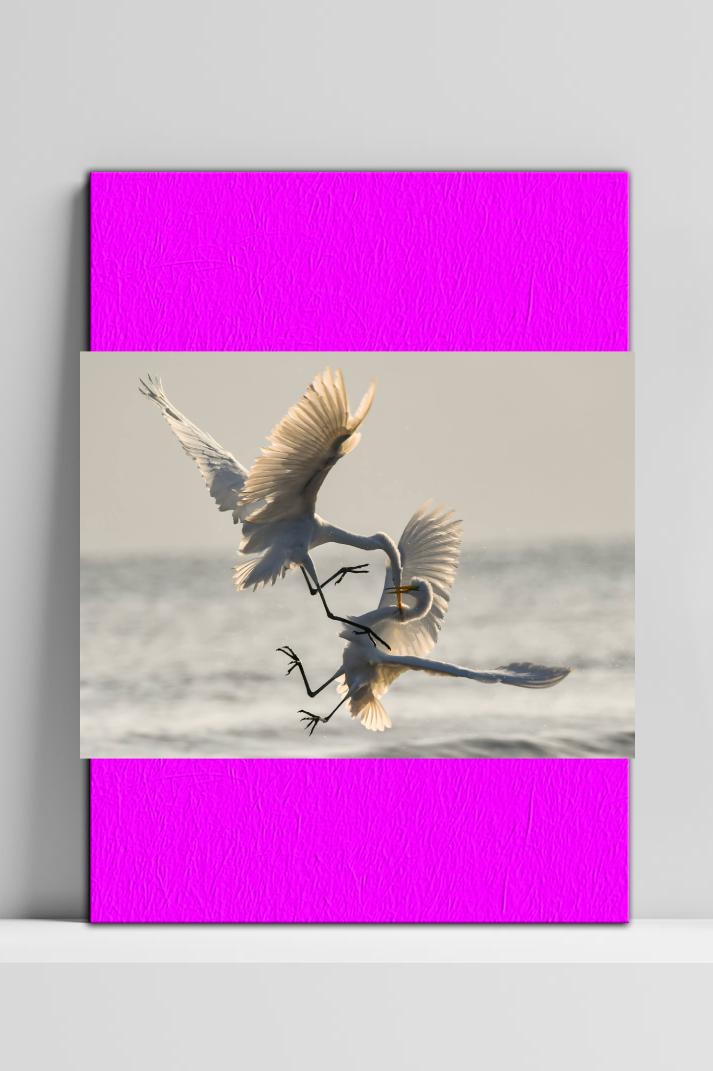 Vogels Gevecht op 3mm aluminium dibond