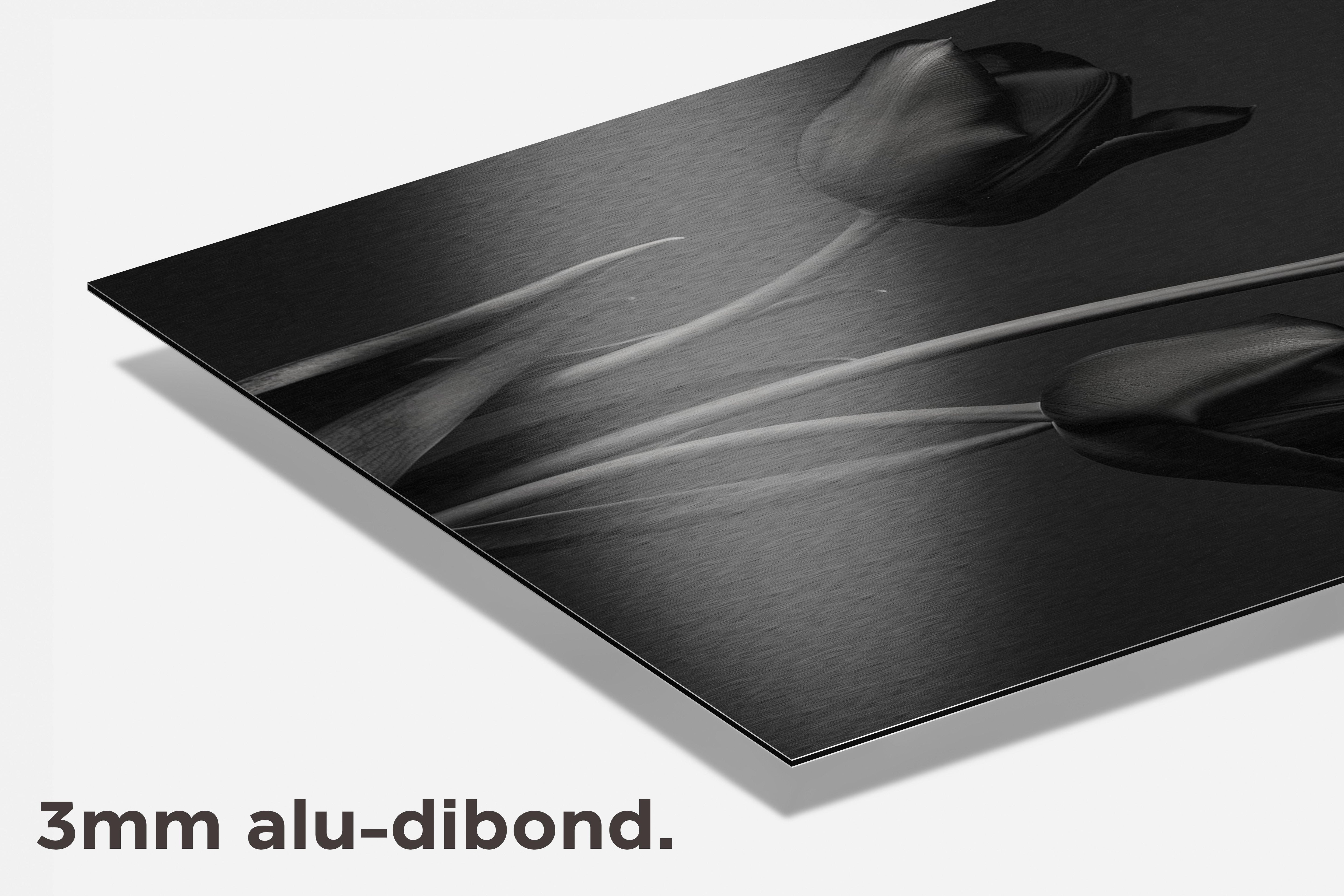 Tulpen Zwart Wit dibond detail