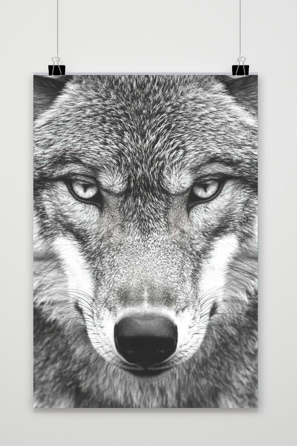 Póster Wolf Zwart-Wit